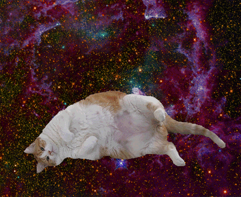 Cat 486