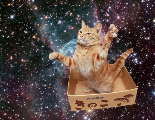 Cat 287