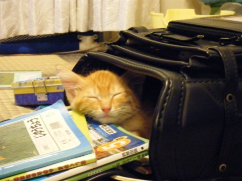 Cat 288