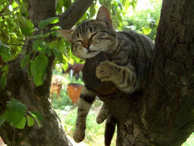 Cat 289