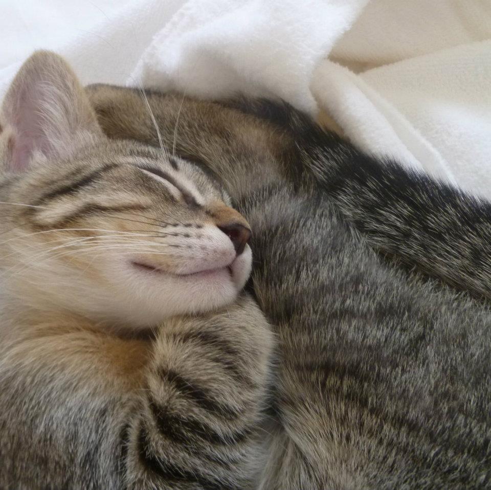 Cat 292
