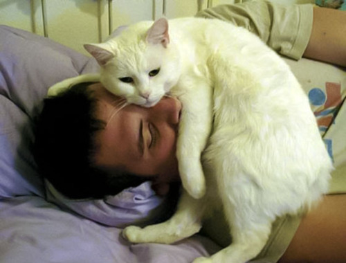 Cat 295