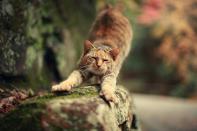 Cat 296