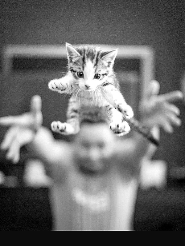 Cat 298