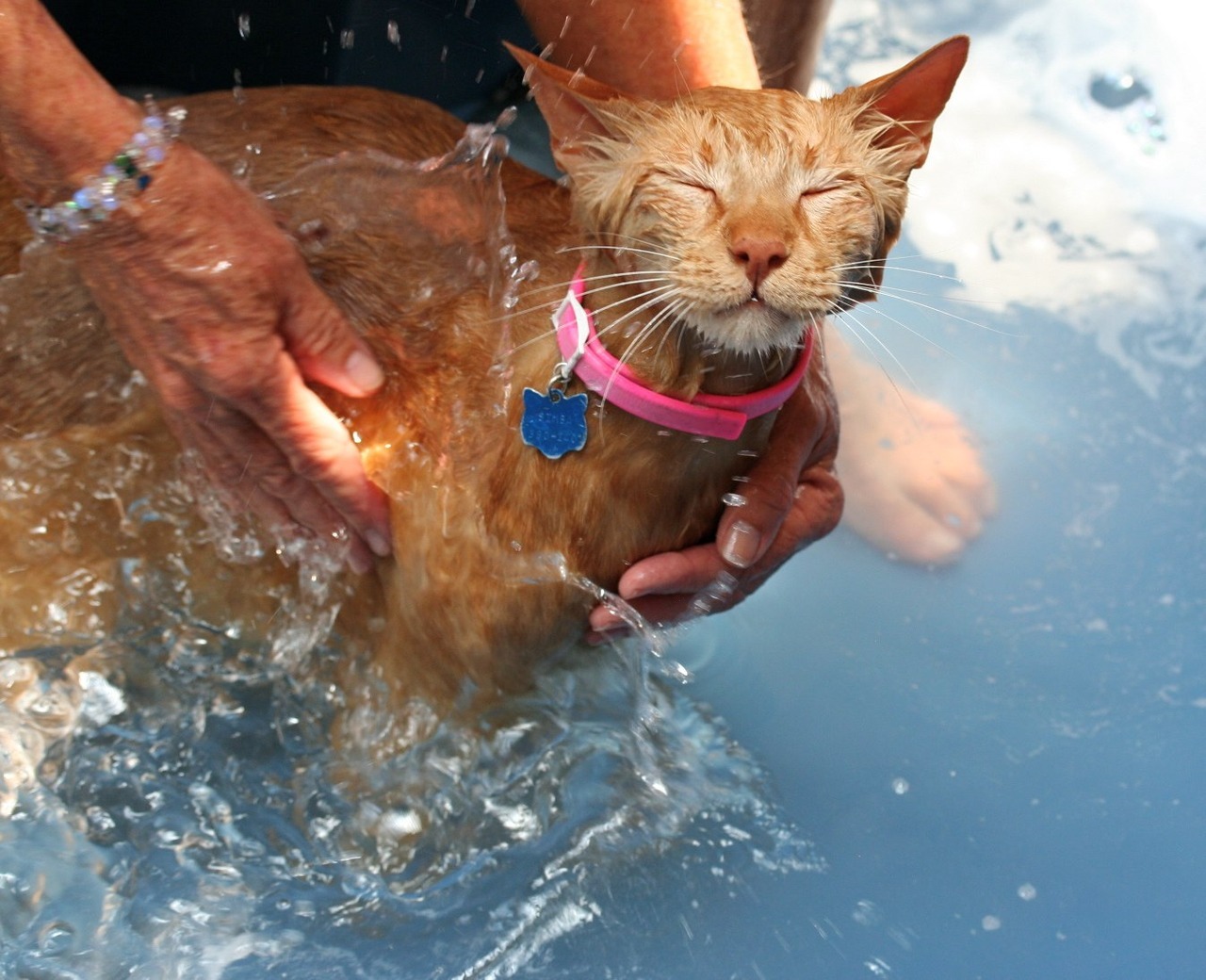 Cat 299