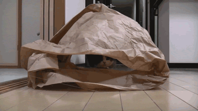 Cat 489