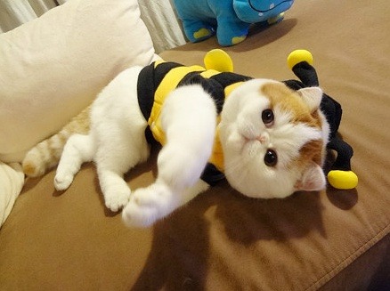 Cat 307