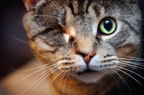 Cat 310