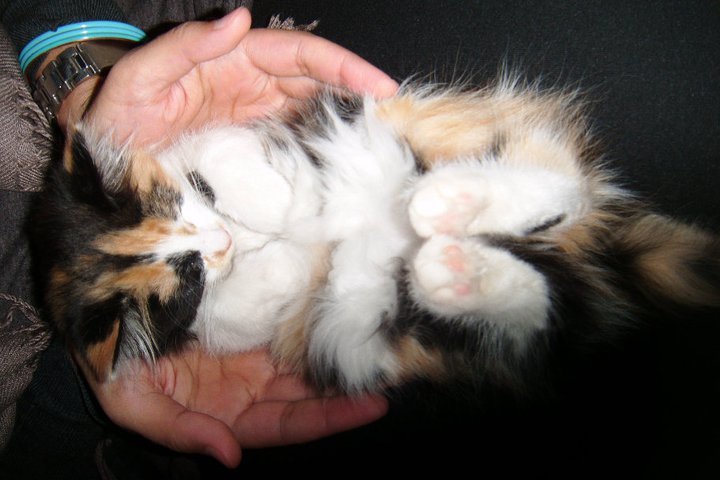 Cat 317
