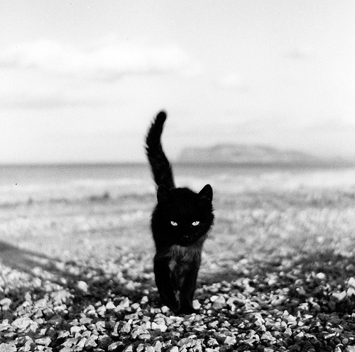 Cat 318
