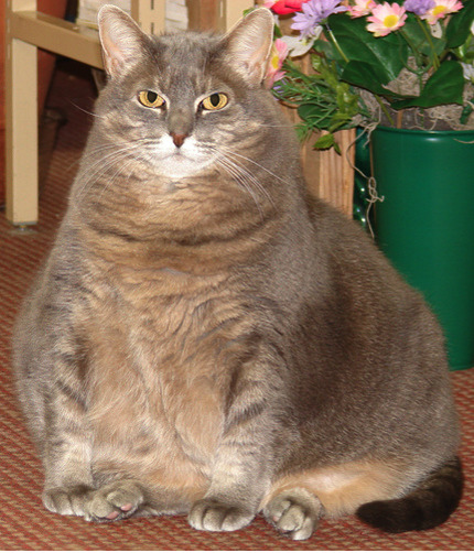 Cat 452