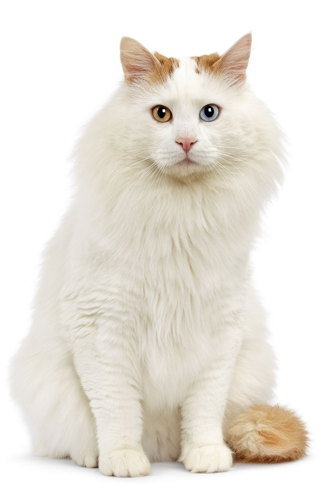Cat 323
