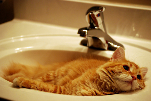 Cat 324