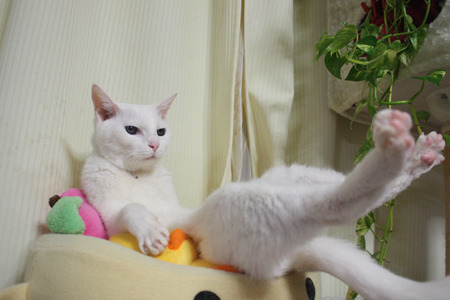 Cat 328