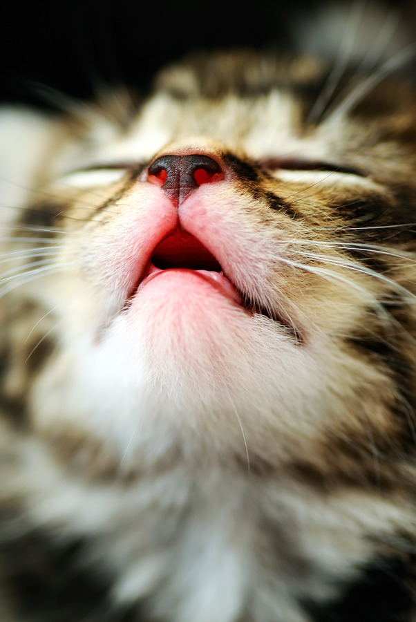 Cat 339