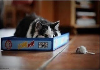 Cat 341