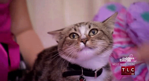 Cat 494