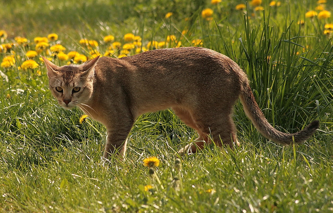 Cat 353