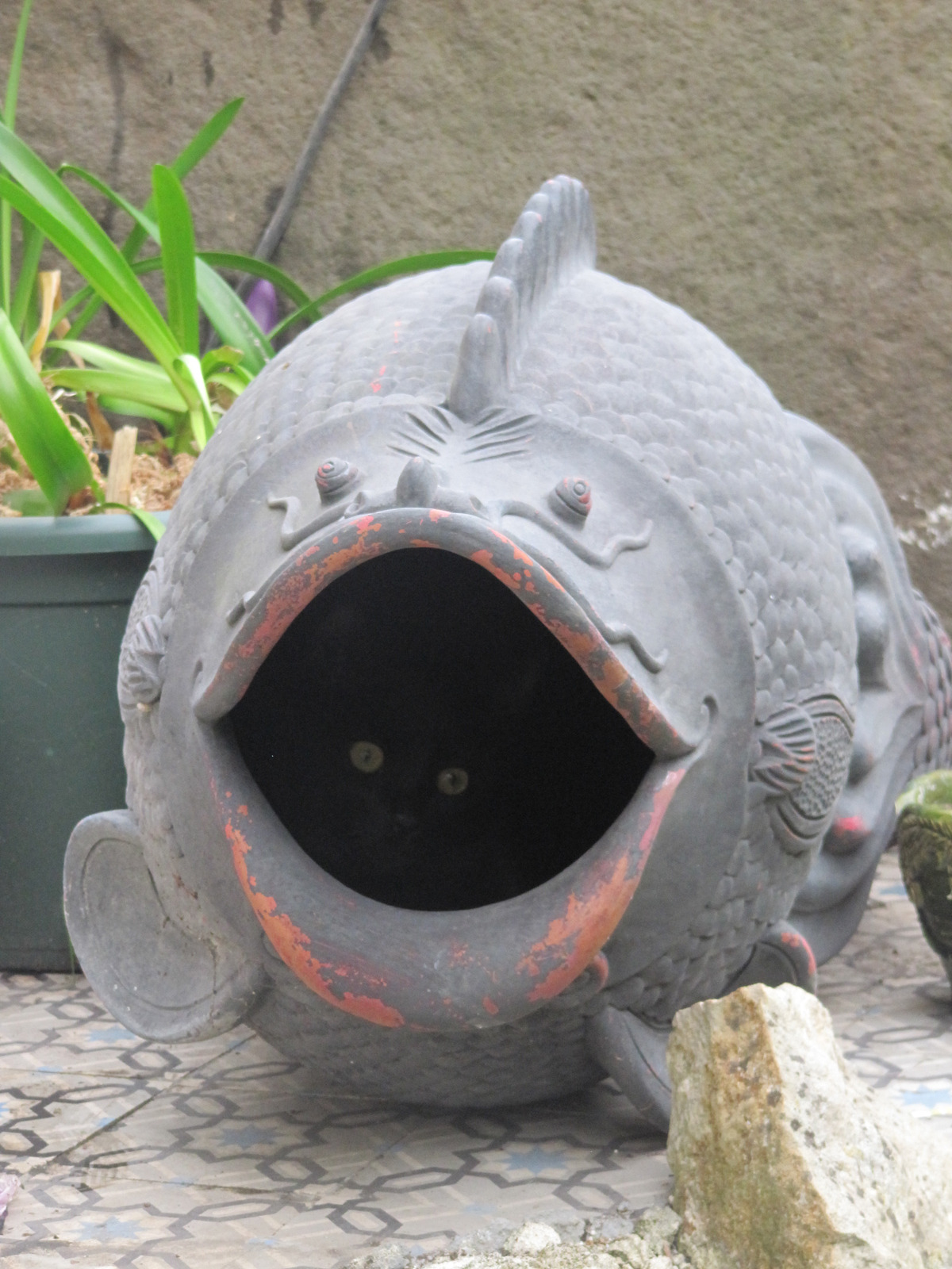 Cat 365
