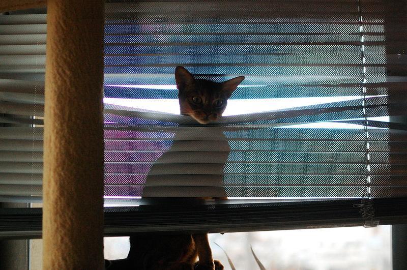 Cat 366