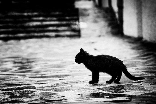 Cat 369