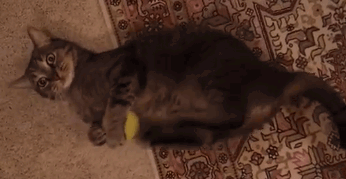 Cat 495