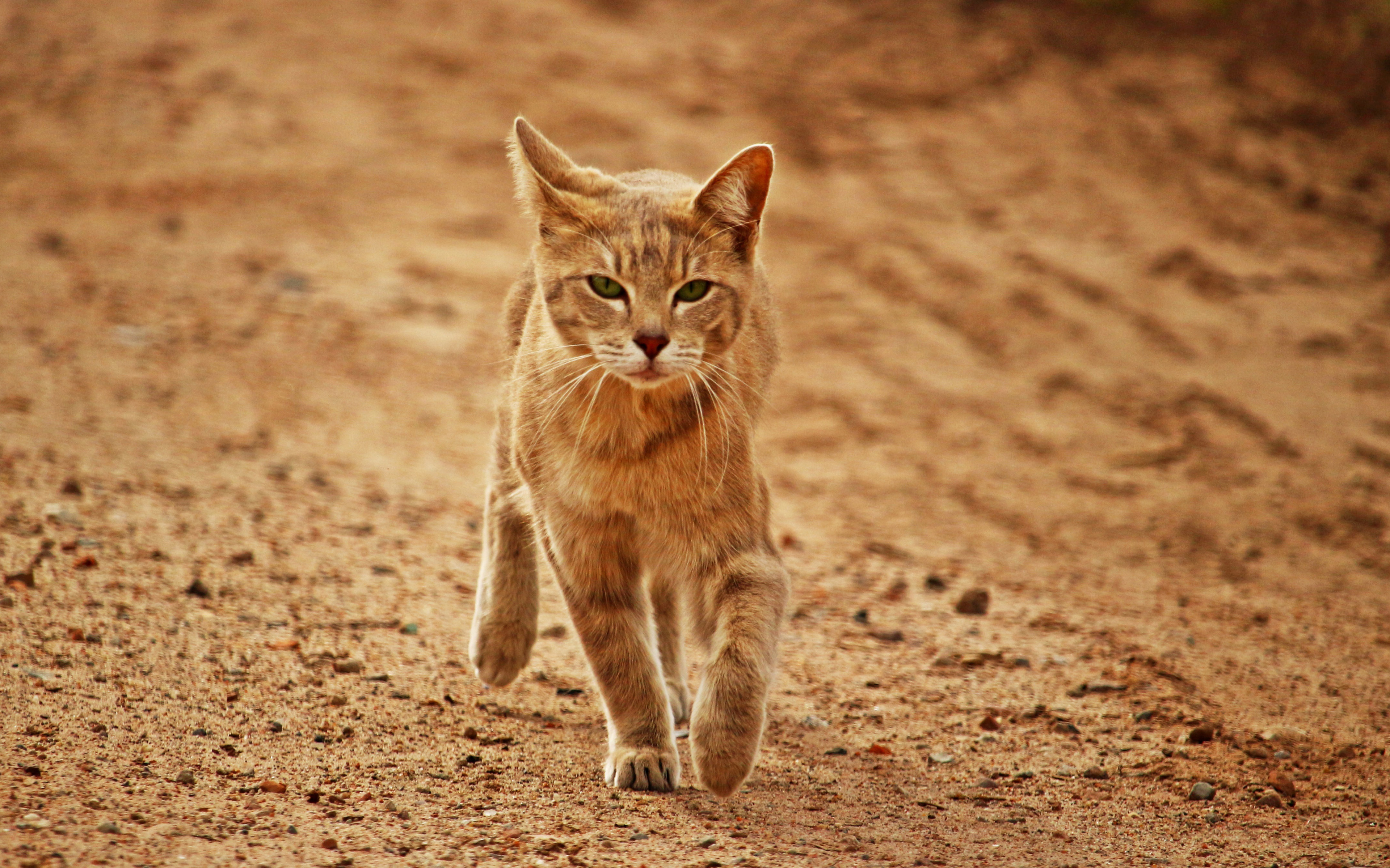 Cat 374