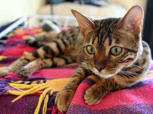 Cat 377