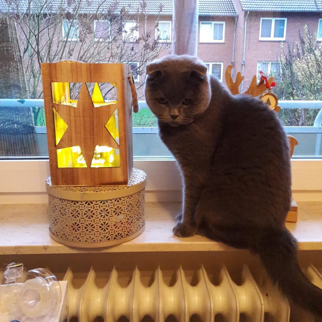 Cat 379