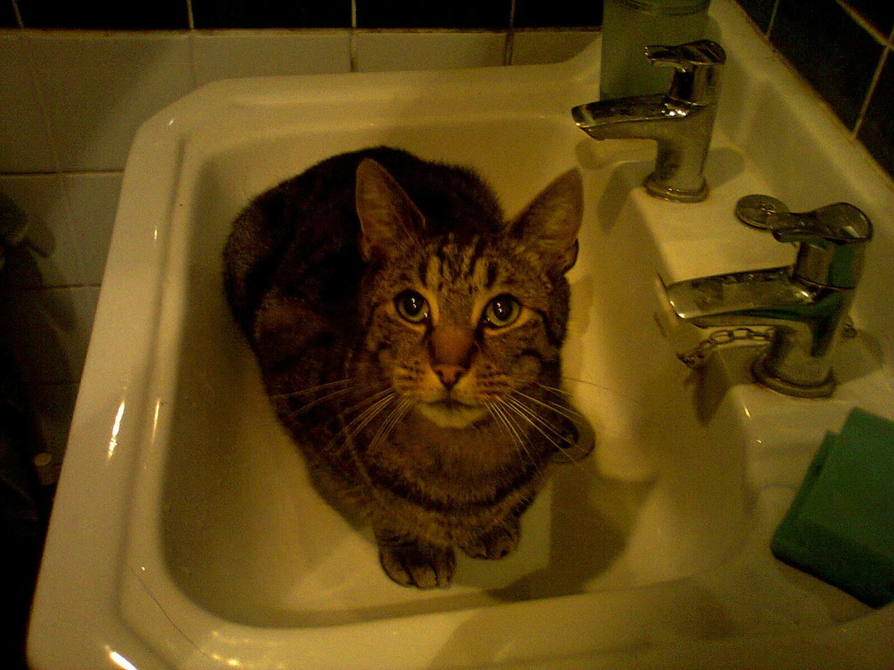 Cat 381