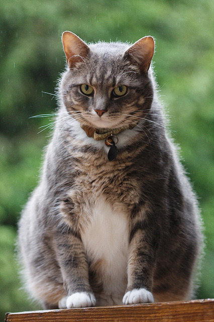 Cat 386