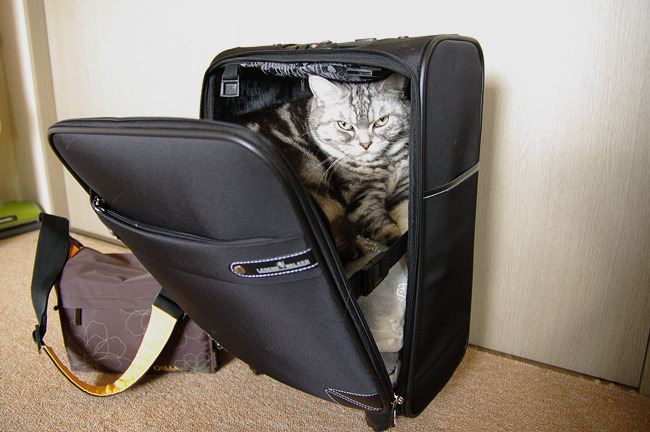 Cat 387