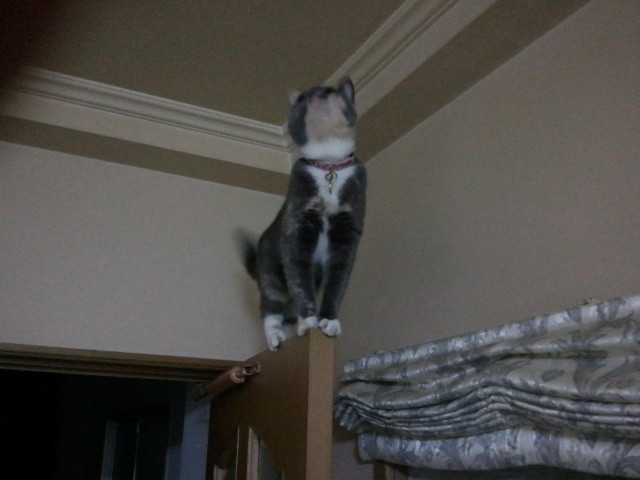 Cat 394