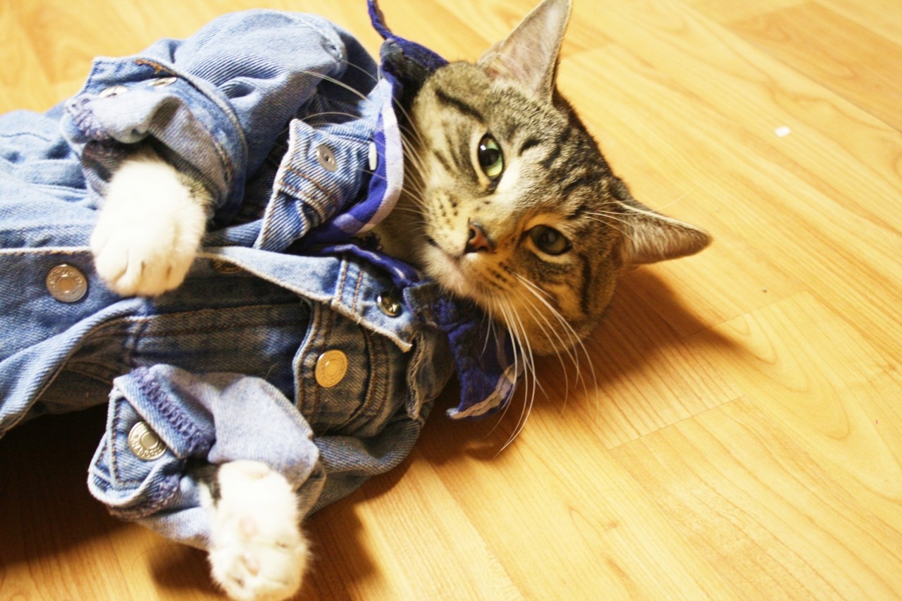 Cat 395