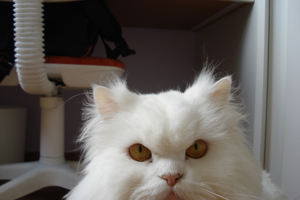 Cat 396