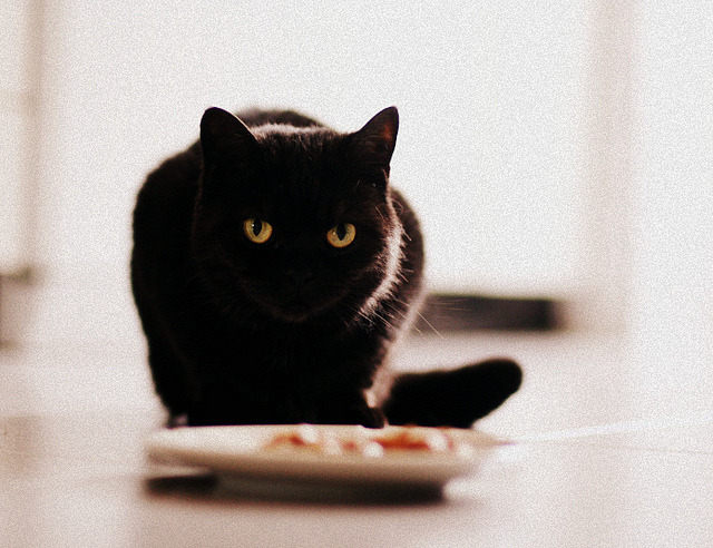 Cat 400