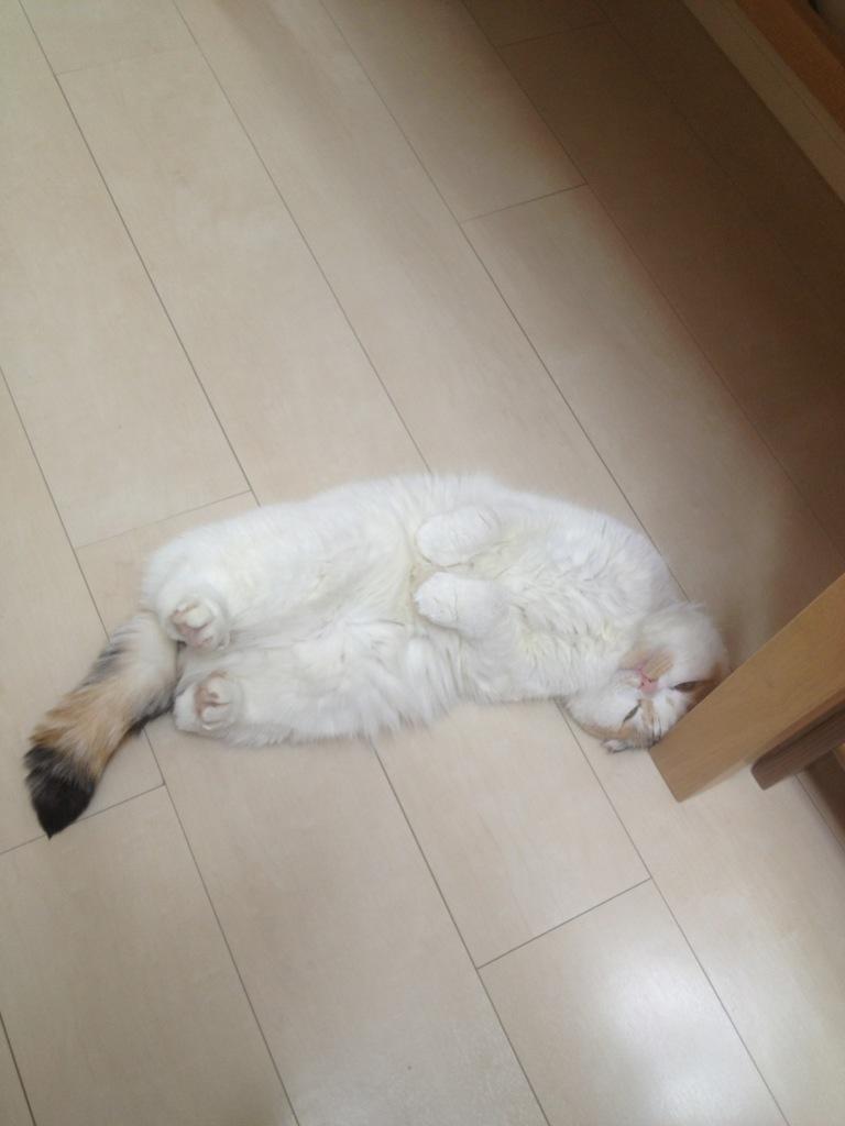 Cat 402