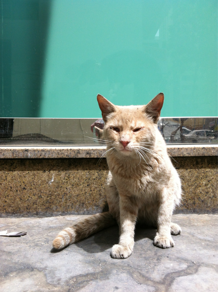 Cat 455