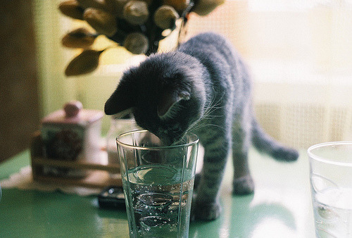 Cat 405