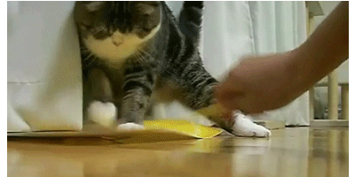 Cat 499