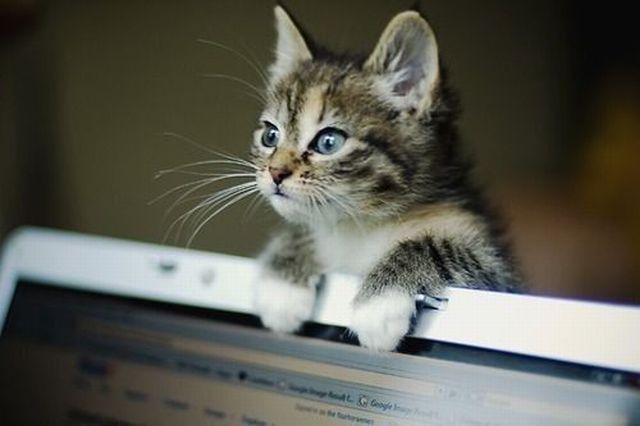 Cat 406
