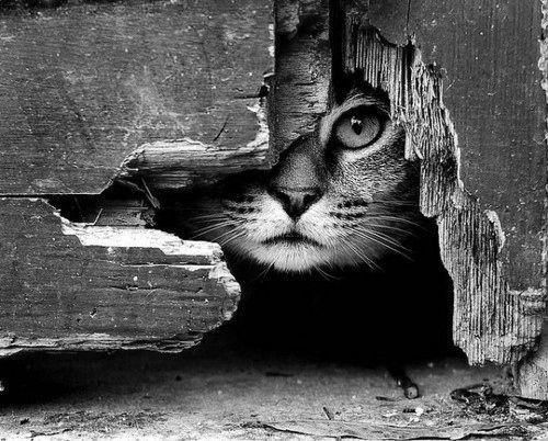 Cat 407