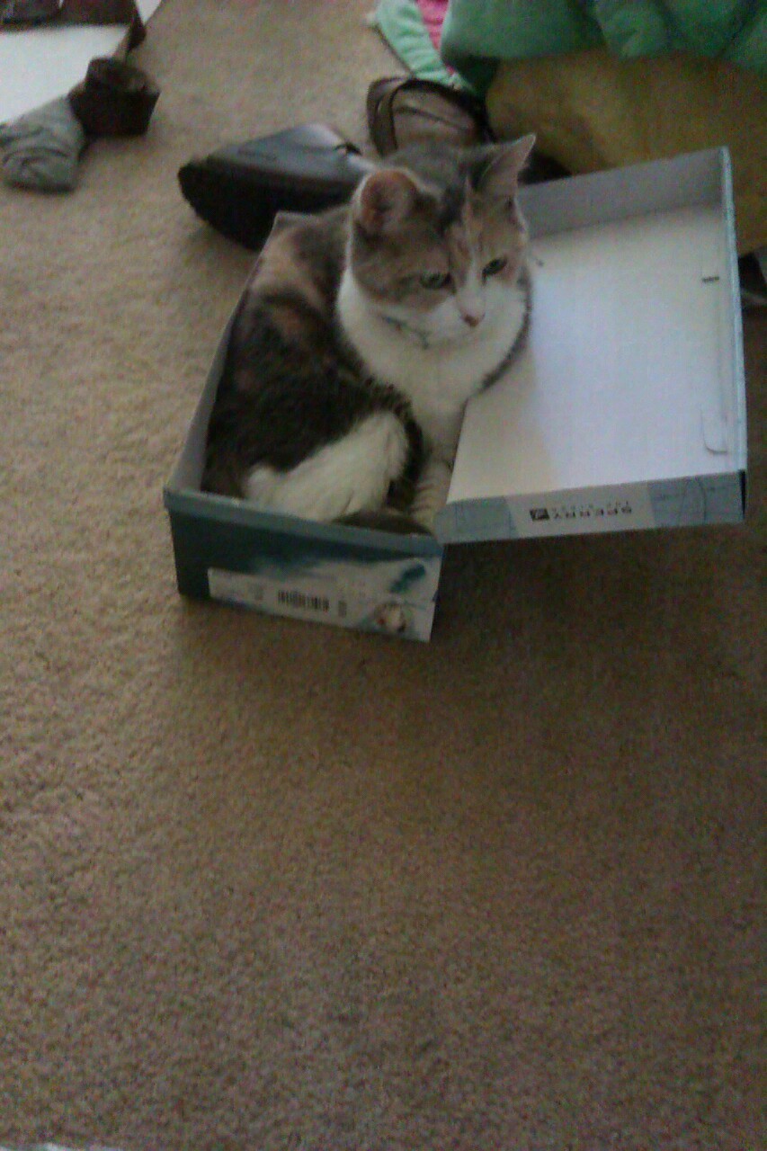 Cat 408