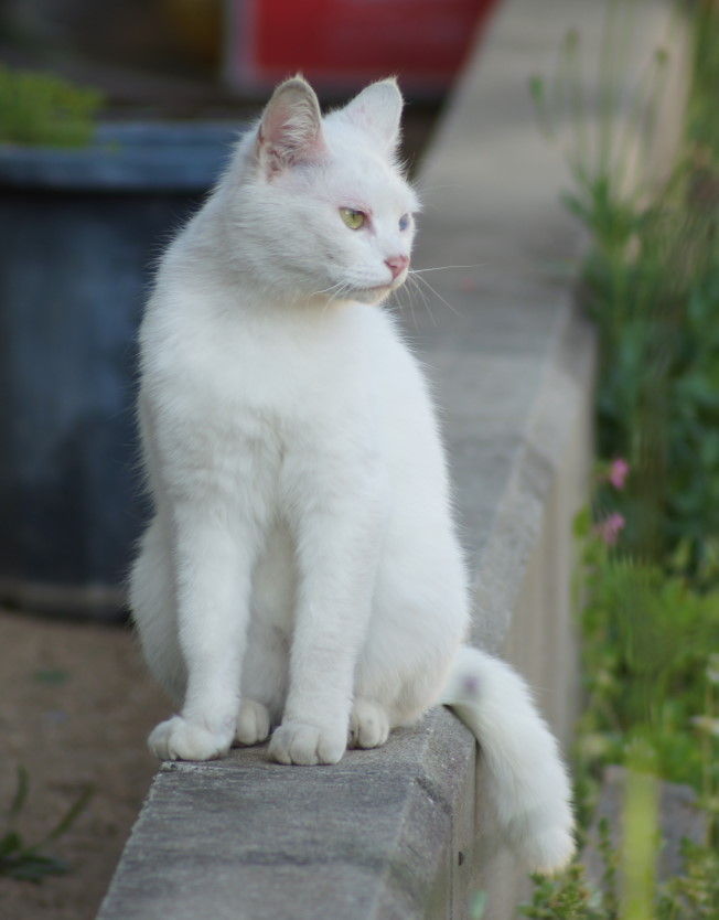 Cat 410