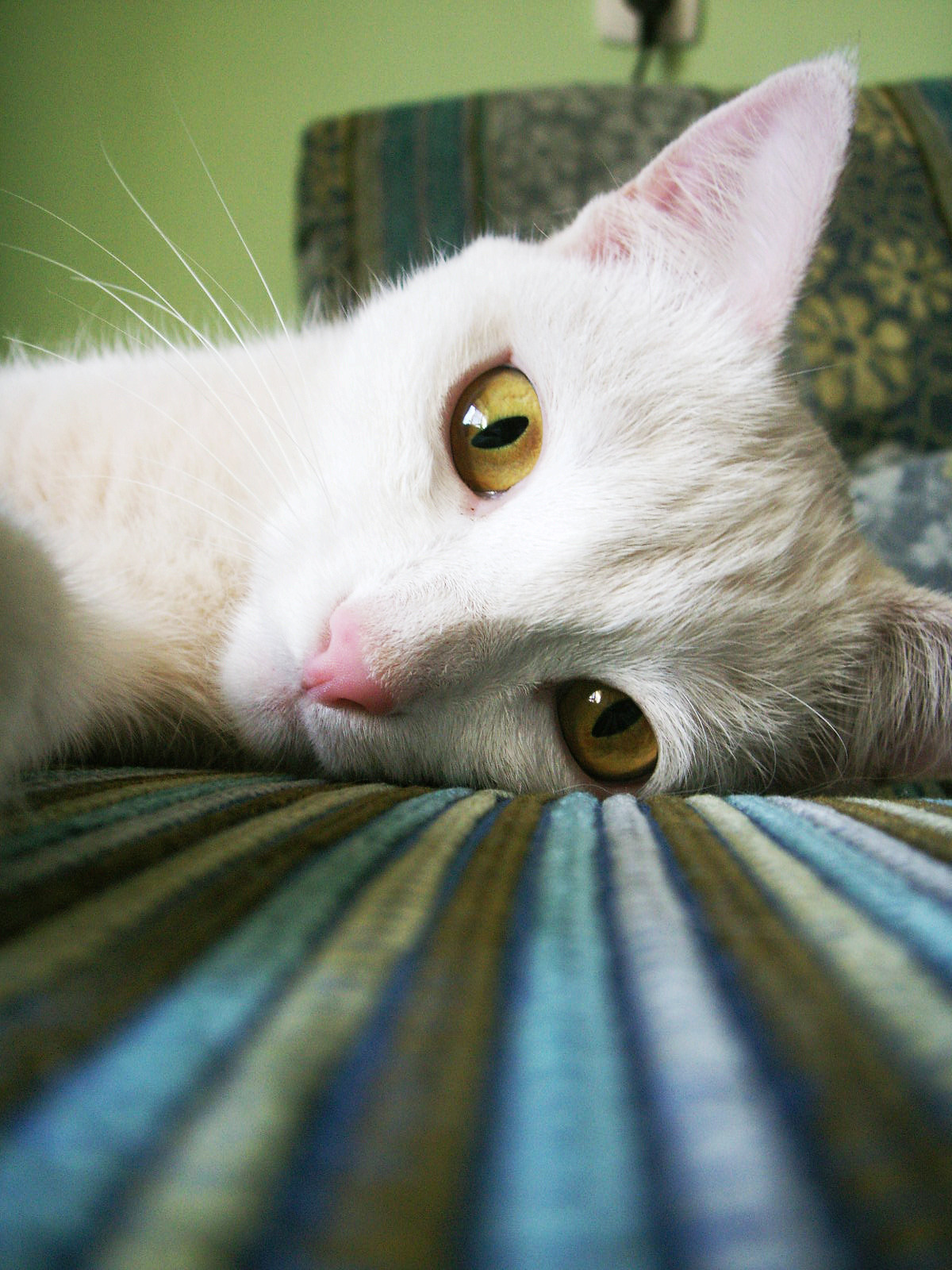Cat 411