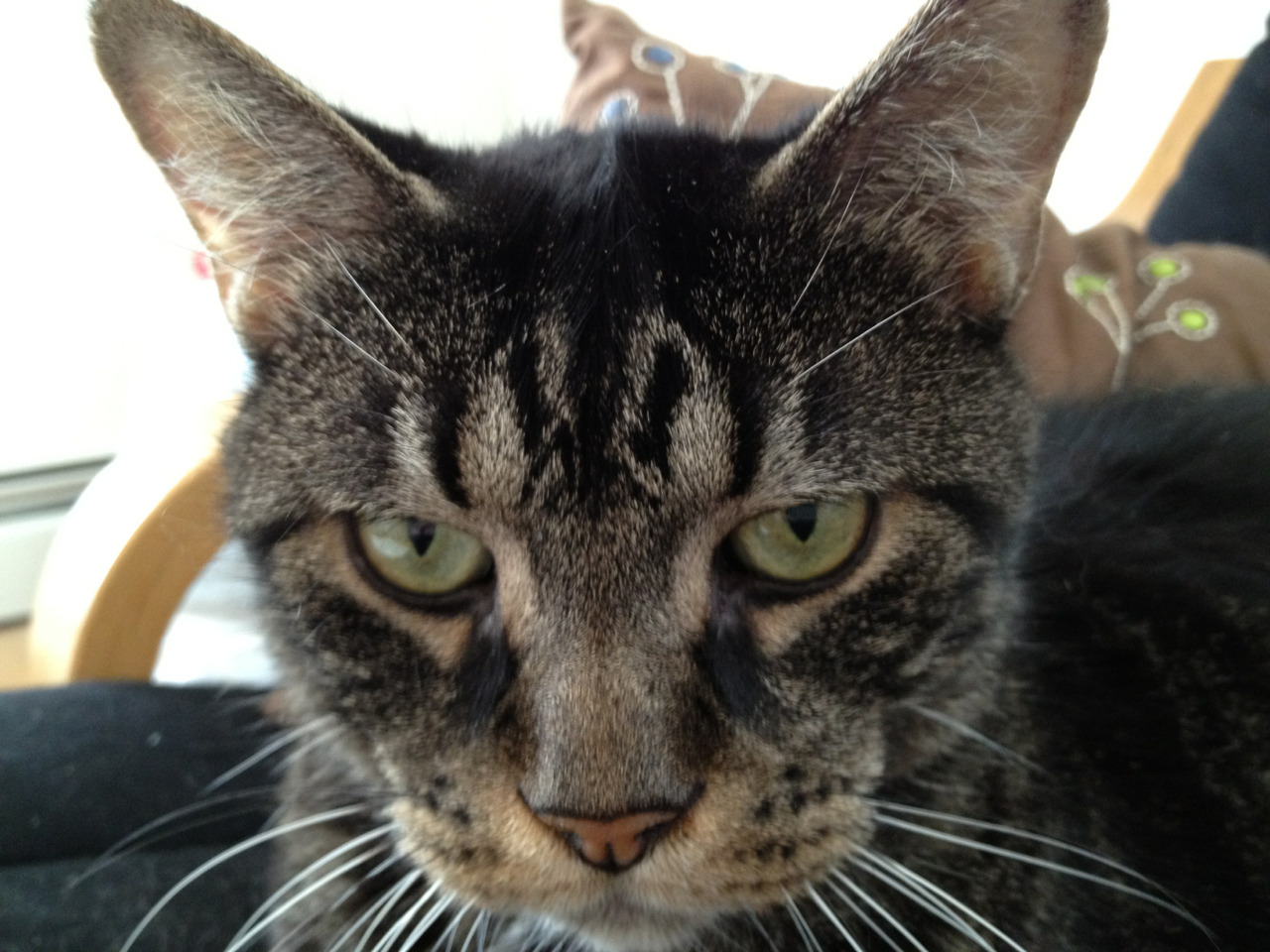 Cat 412