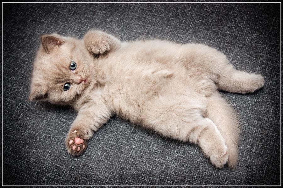 Cat 413