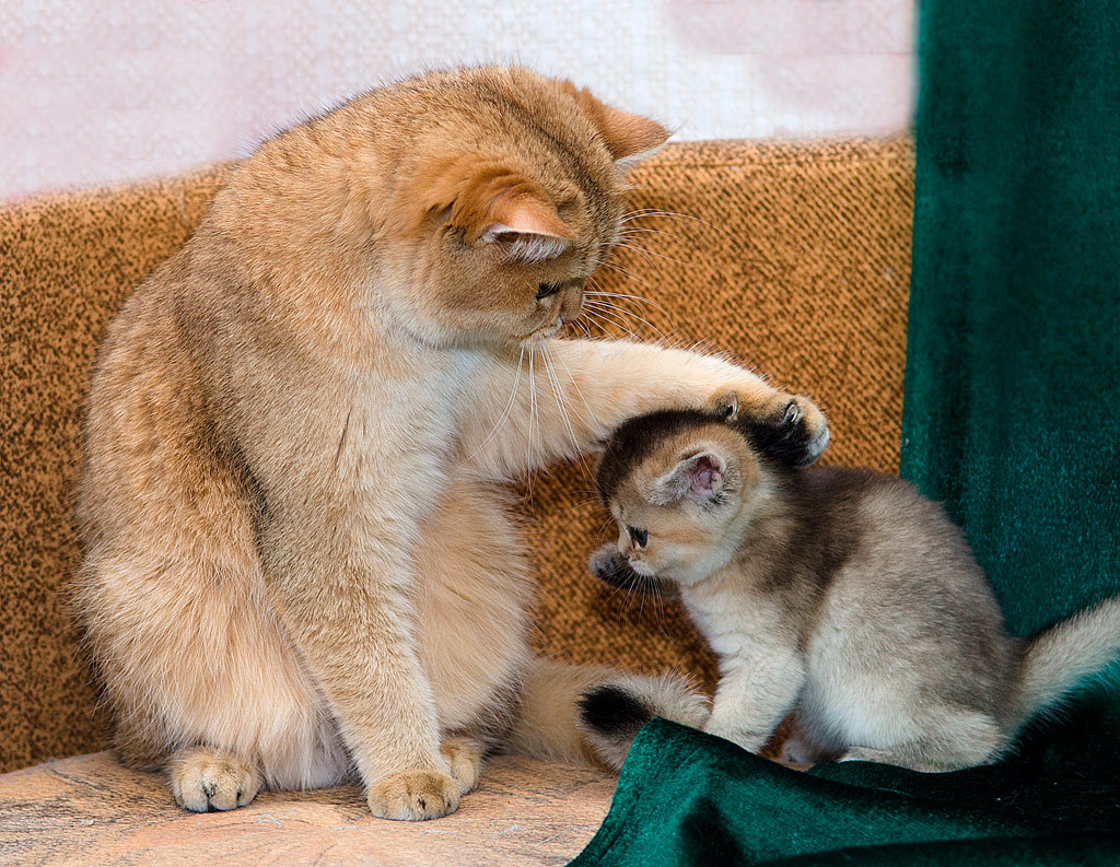 Cat 417