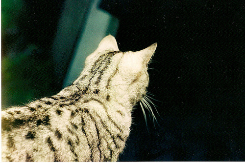 Cat 422