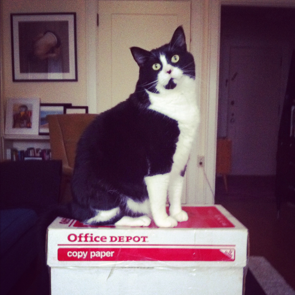 Cat 456